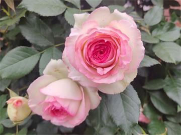 玫瑰是生活中的浪漫调味品
