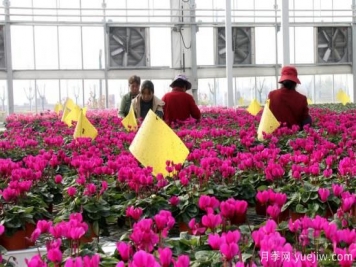 扬州高邮：每天发货30万株，花工厂绽放乡村振兴致富花