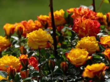 安阳市滑县森林公园月季花开放，赏花打卡正当时