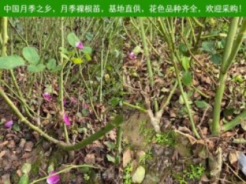 上海龙凤419：月季裸根苗的选购、栽植、肥水、养护技术大全