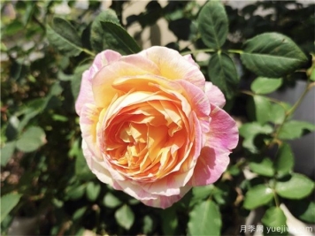 100种玫瑰花的名字，来了解下不同颜色的品种月季