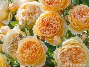 大花香水月季的养护方法，分享10种花香飘满屋