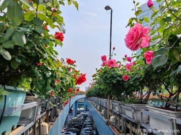 1.2万株月季盛开，南昌八一桥景观花廊拥抱春景