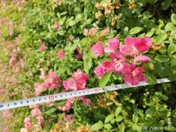 安吉拉月季盆栽苗，60厘米高基地发货