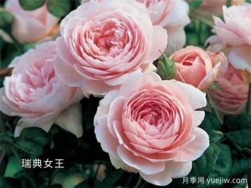 100种月季玫瑰品种图鉴大全，你认识有没有超过10个？