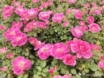 仙境盆栽月季杯苗粉色丰花，绿化工程批发