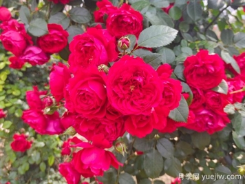 6款红色系的藤本月季品种，适合打造网红花墙