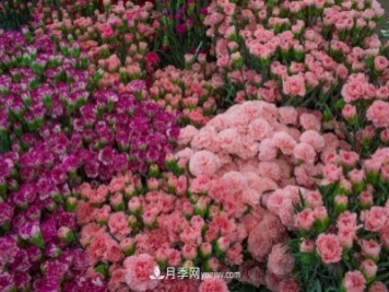 中国6大花市，全国花卉批发市场介绍