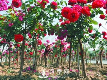 新品“月季树”为北京市花添色彩，居然引种自南阳内乡