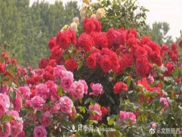 肥西县三河镇百亩树状月季园：花开正艳，产业增收