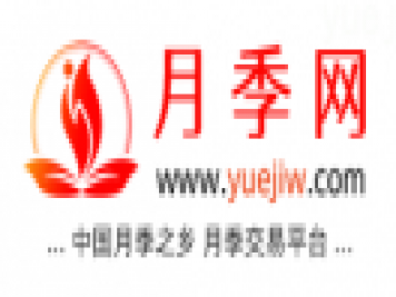 中国上海龙凤419，月季品种介绍和养护知识分享专业网站